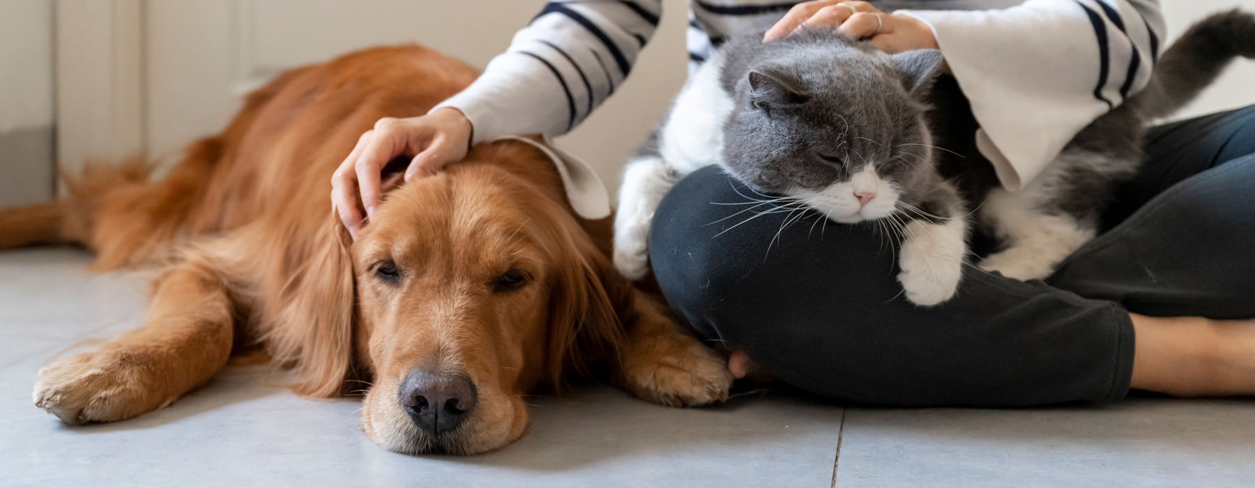 Dog and a cat sitting on their owners lap